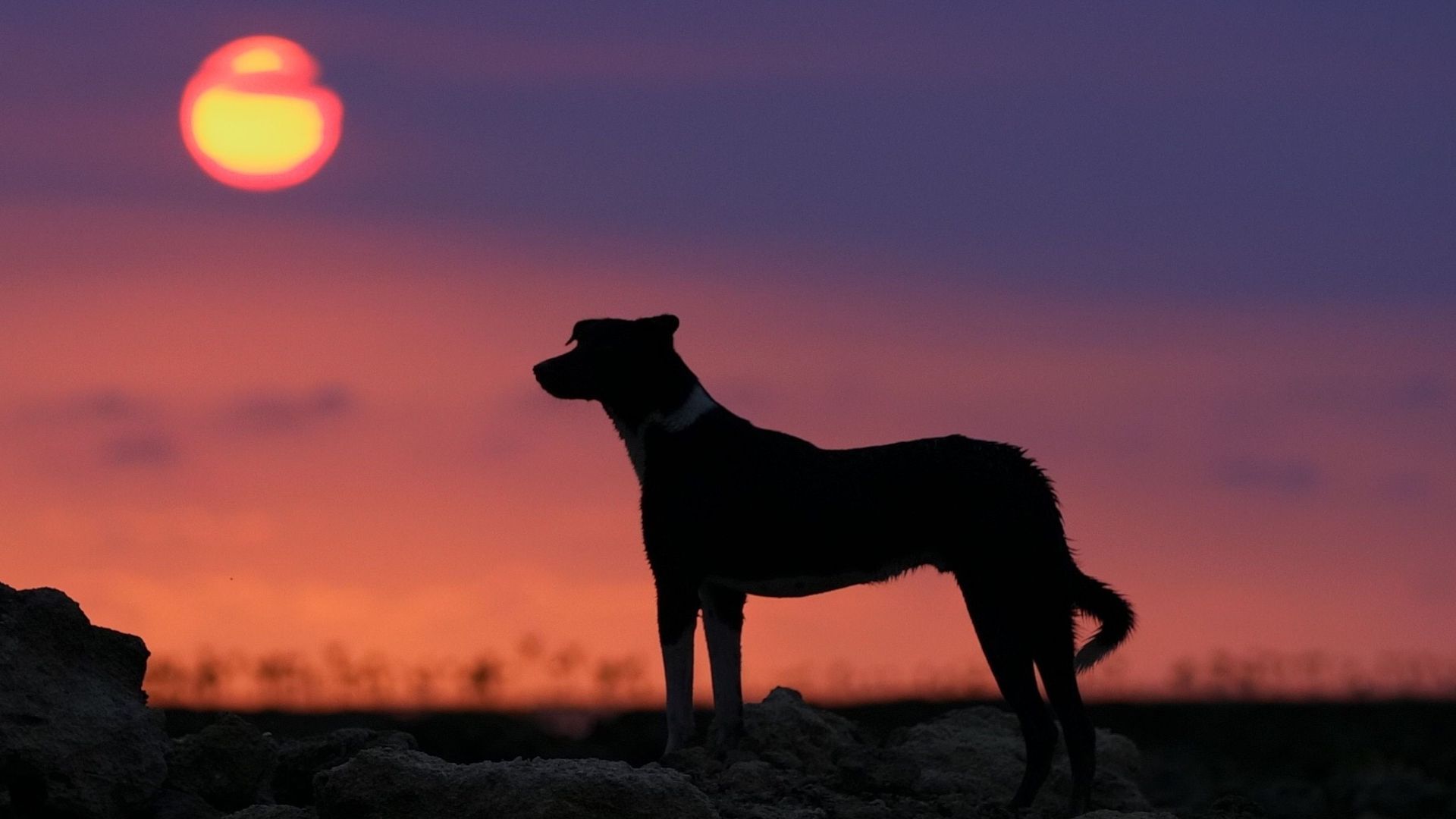 Un perro durante un atardecer Un perro durante un atardecer