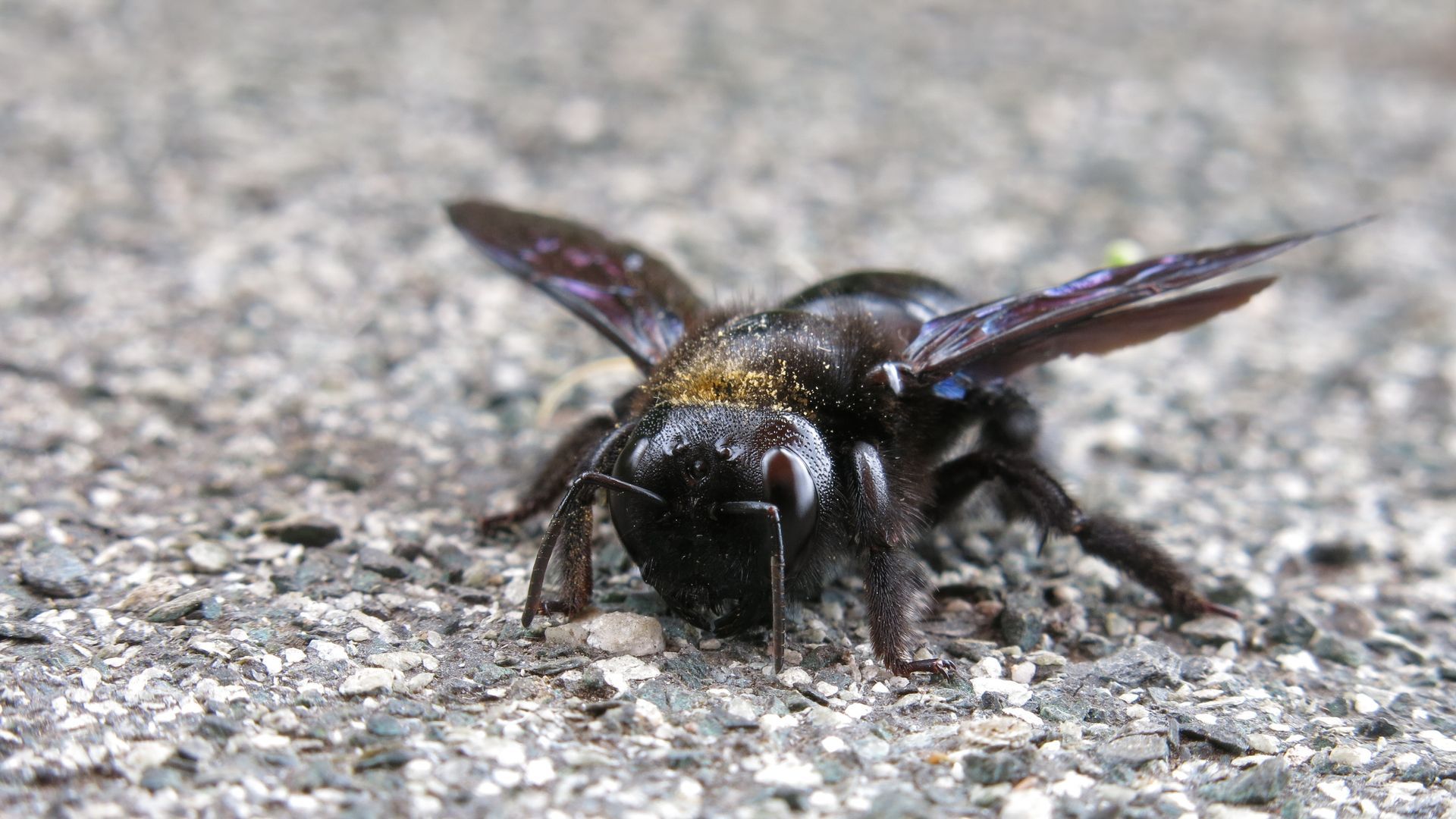 Las abejas carpinteras se instalan en Almería: destruyen la madera en cuestión de días Las abejas carpinteras se instalan en Almería: destruyen la madera en cuestión de días