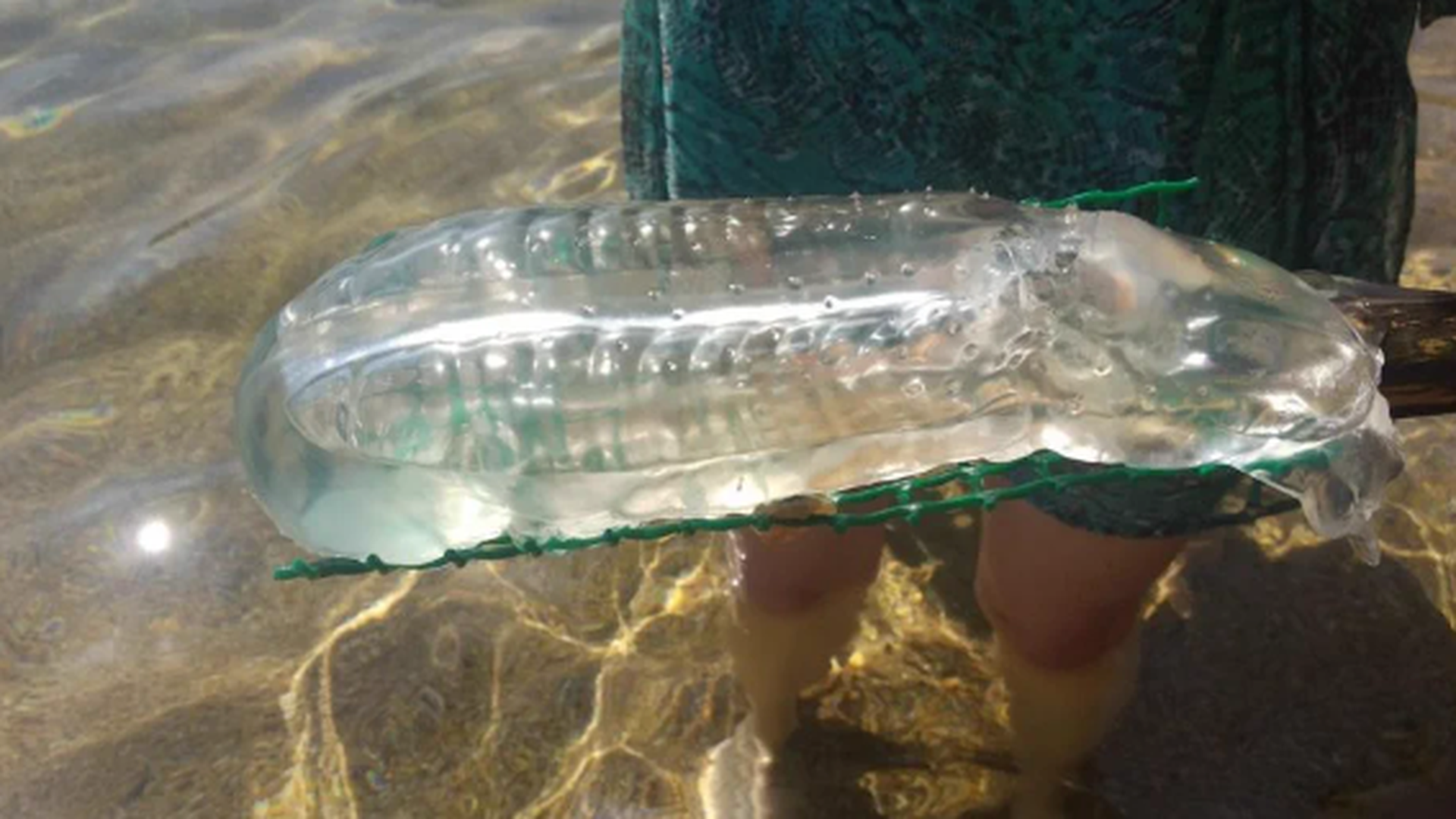 Las salpas son seres invertebrados y gelatinosos que se encargan de limpiar los océanos Las salpas son seres invertebrados y gelatinosos que se encargan de limpiar los océanos