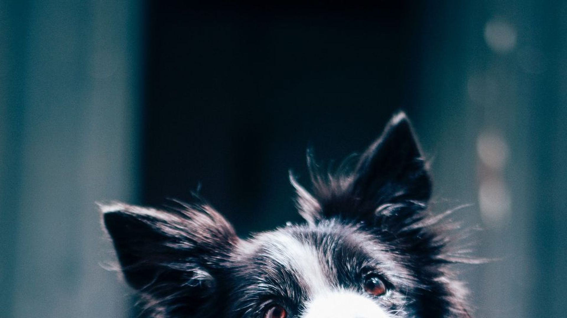 ¿Quieres adoptar a un perro tras la jubilación? Esto es lo que tienes que hacer ¿Quieres adoptar a un perro tras la jubilación? Esto es lo que tienes que hacer