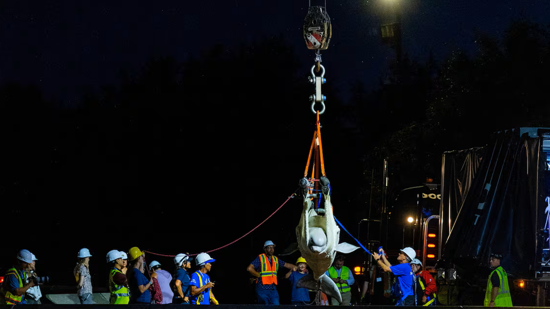 Un equipo de Marineland y varios acuarios estadounidenses transportan ballenas beluga a un camión Un equipo de Marineland y varios acuarios estadounidenses transportan ballenas beluga a un camión