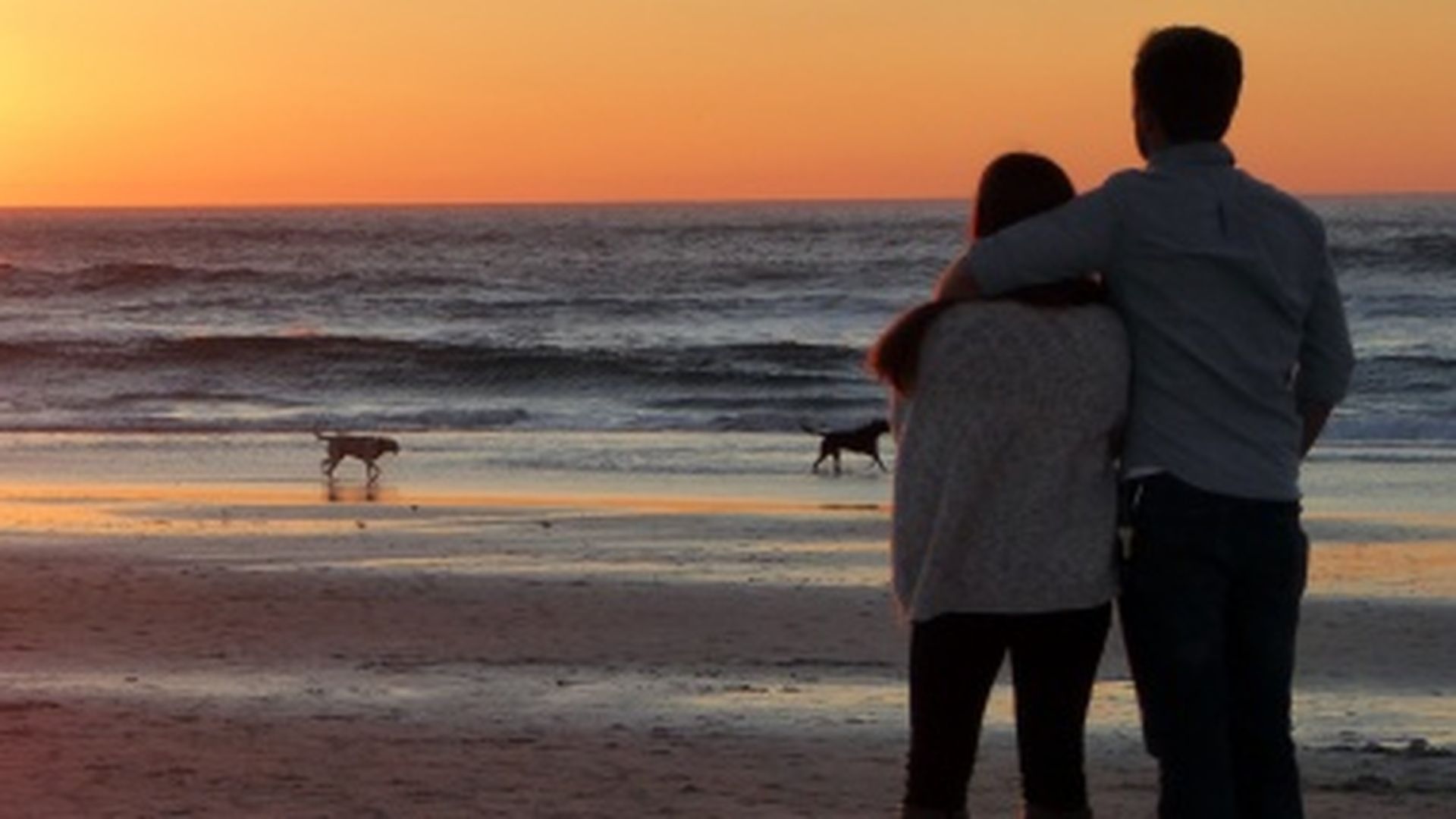 Un juez impone custodia compartida de dos perros a un matrimonio separado de Mallorca Un juez impone custodia compartida de dos perros a un matrimonio separado de Mallorca