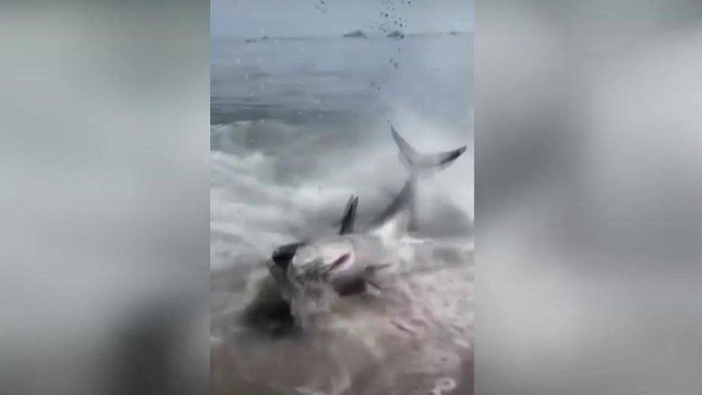 Pánico en la playa de El Ancón, en Marbella, por la aparición de un pez de gran tamaño en la orilla