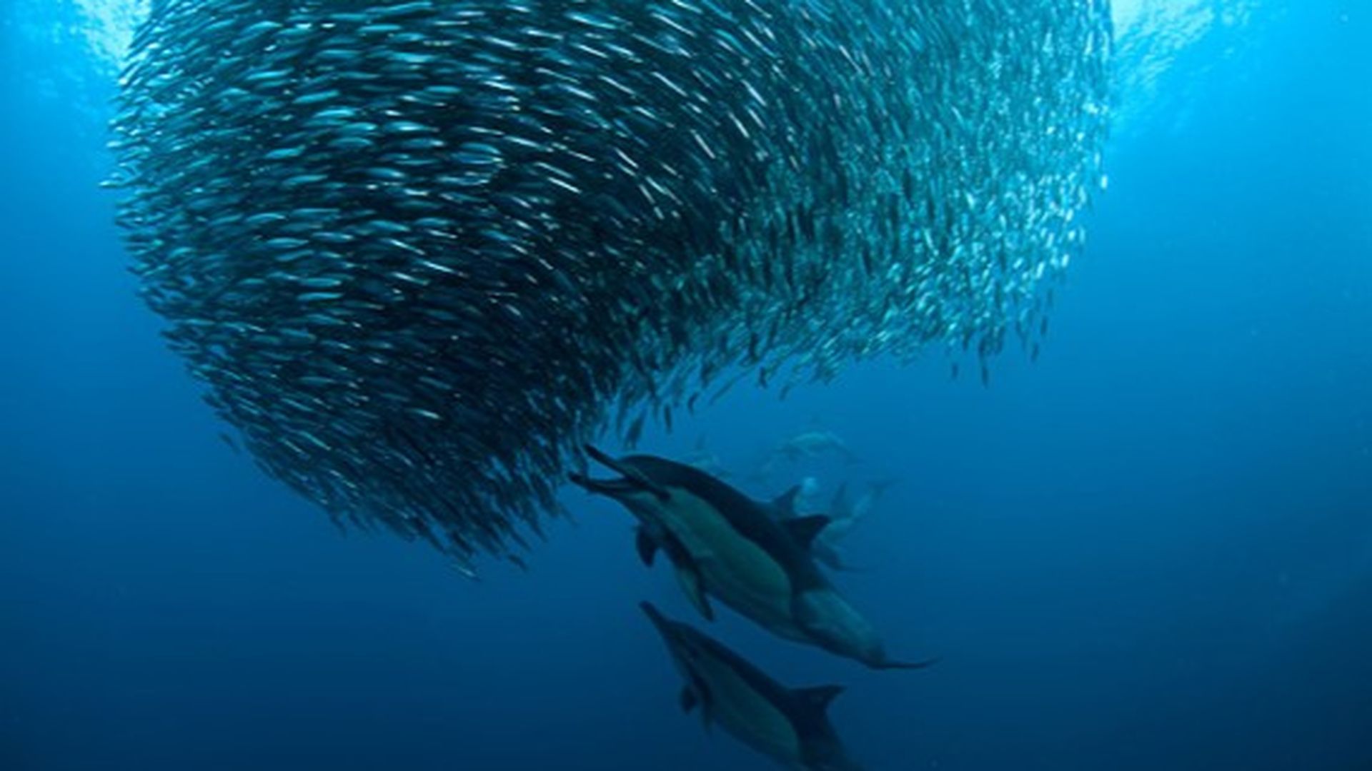 Banco de sardinas