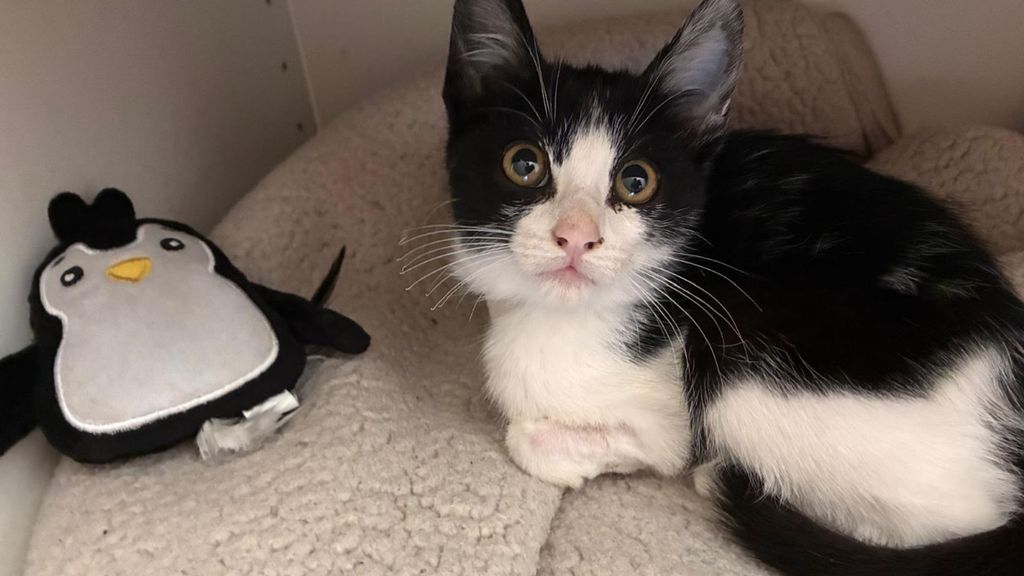 Una gata pierde una pata tras quedar atrapada entre las rejas de un pub
