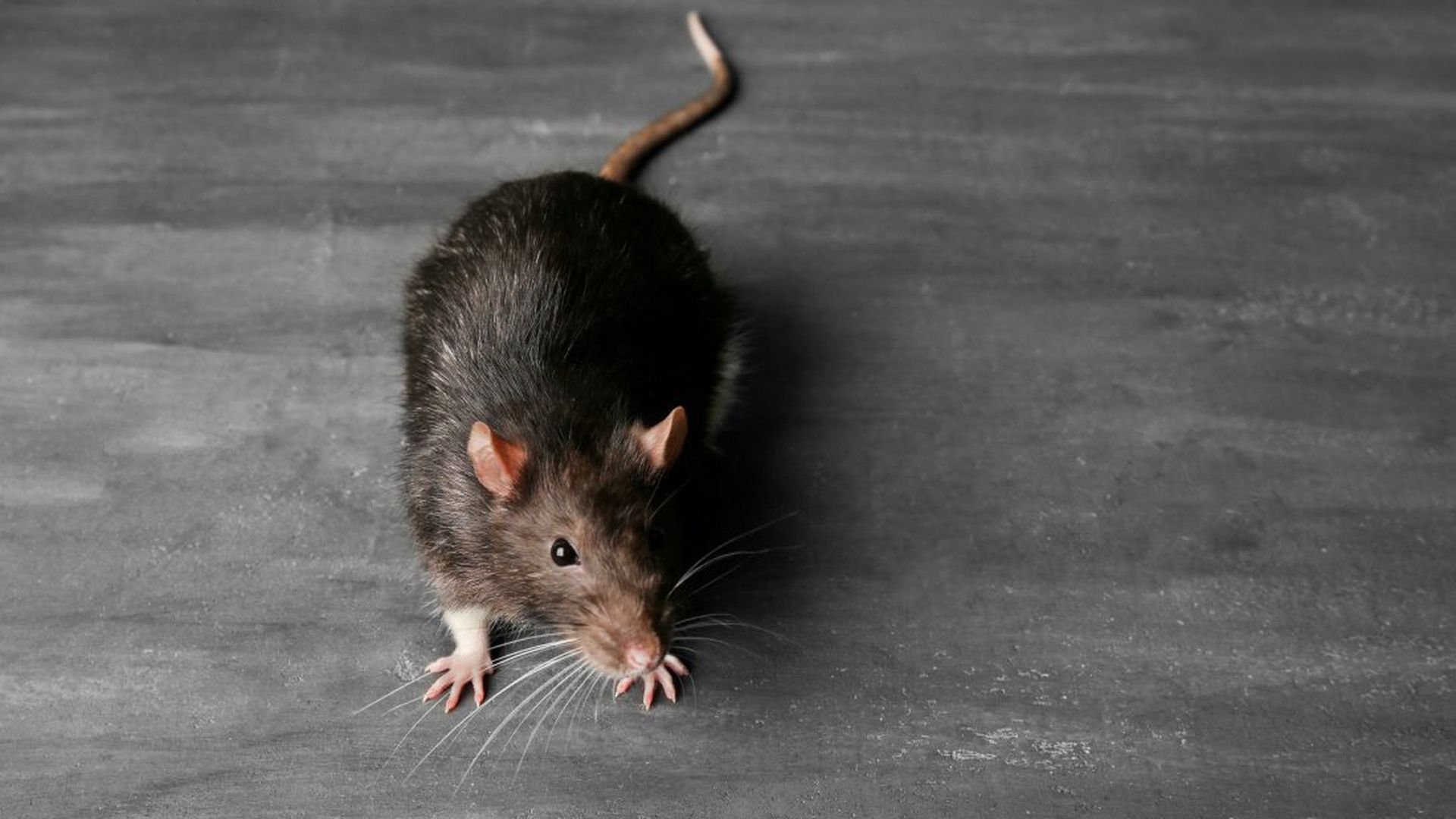 La Rata Gris o rata de alcantarilla es la más conocida por todos, y también la más dañina, por los desperfectos que puede ocasionar y la gran cantidad de enfermedades y alergias que puede ocasionar La Rata Gris o rata de alcantarilla es la más conocida por todos, y también la más dañina, por los desperfectos que puede ocasionar y la gran cantidad de enfermedades y alergias que puede ocasionar