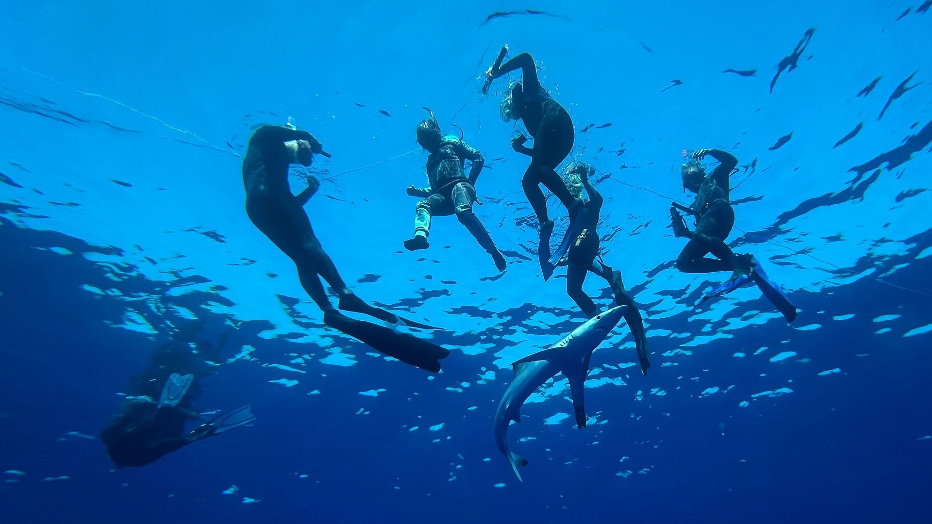 Pelagik Expeditions es un proyecto de ecoturismo marino en Badalona