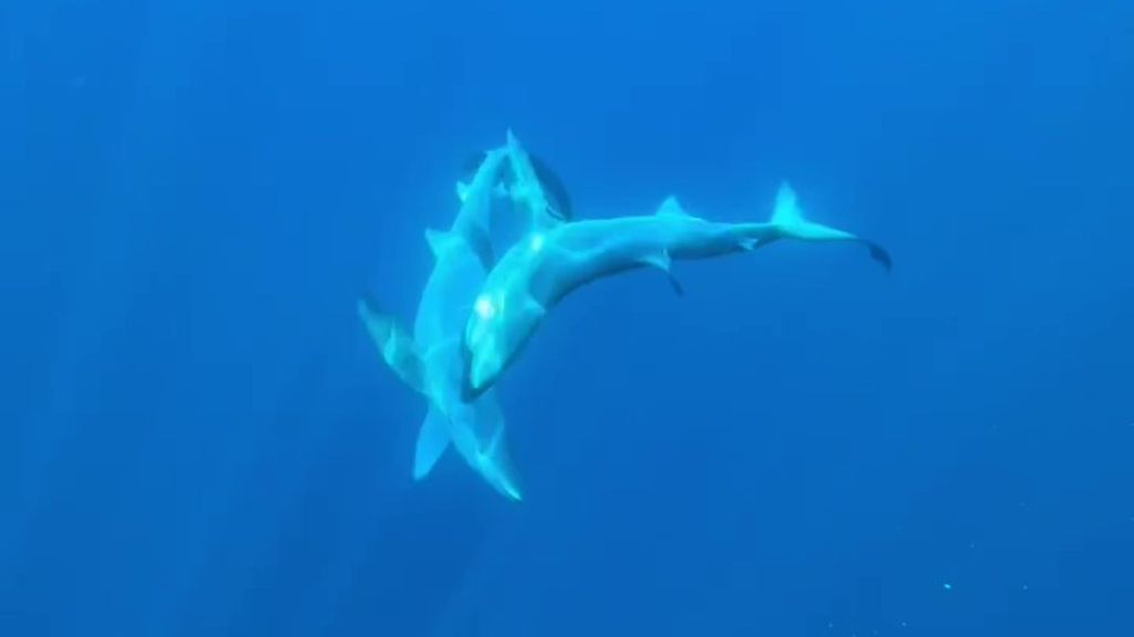 Primera grabación en el Mediterráneo de intento de cópula entre tiburones azules