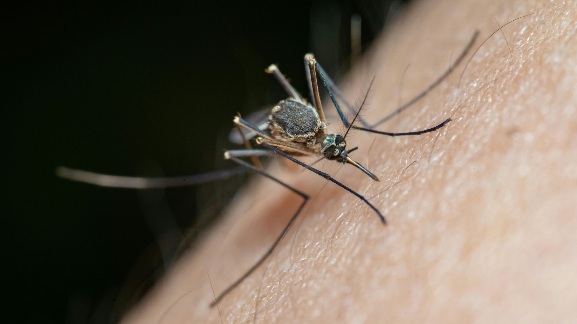 Un mosquito, en una foto de archivo Un mosquito, en una foto de archivo