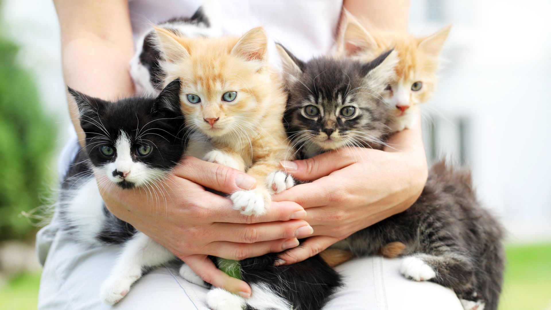 Gatos Gatos