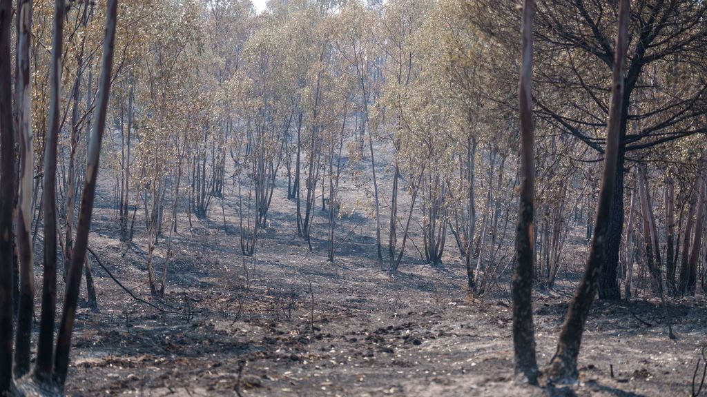MITECO despliega 17 medios aéreos y seis brigadas para ayudar en la extinción de incendios en Huelva y Huesca