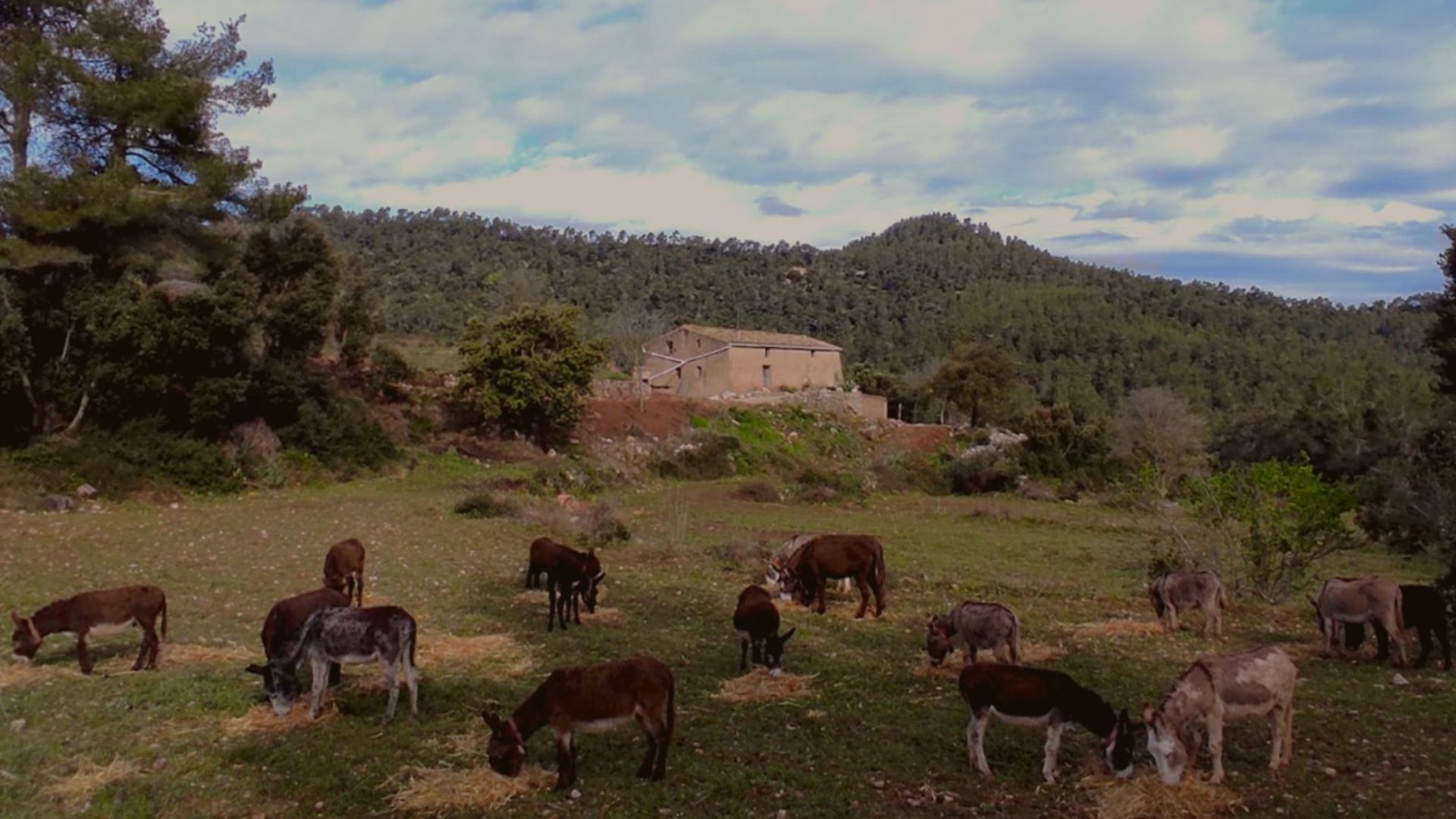Un grupo de 63 burros forman parte del proyecto Tivissa Donkeys Firefighters Un grupo de 63 burros forman parte del proyecto Tivissa Donkeys Firefighters
