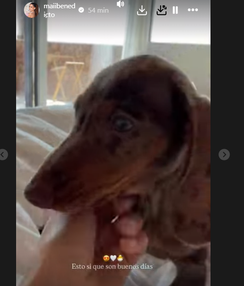 Maica ya conoce a Jordan, el perro de Juan Faro