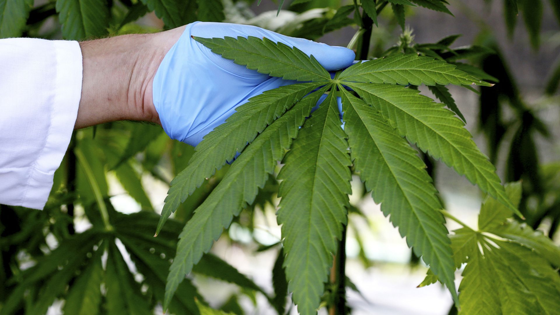 Marihuana Marihuana