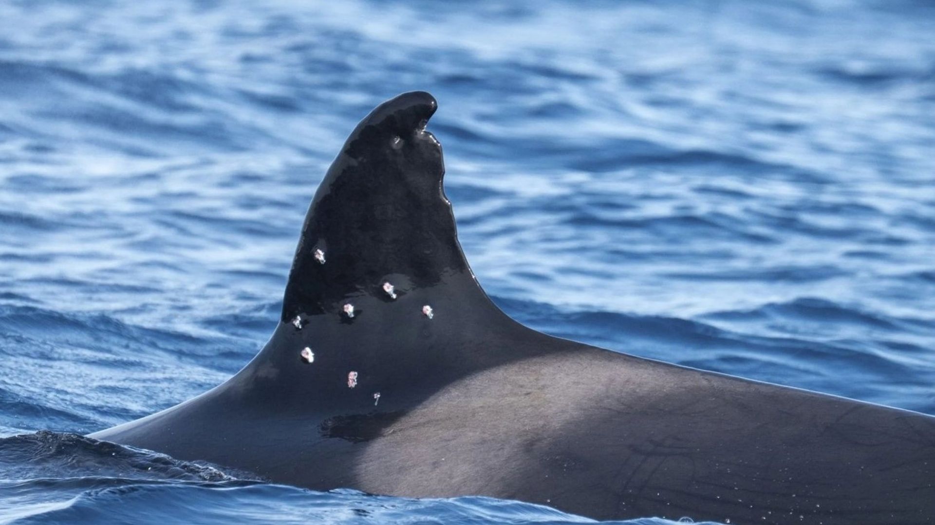 Agujerean con una escopeta de bolas de plomo la aleta de la orca Toñi, la más longeva del Estrecho de Gibraltar