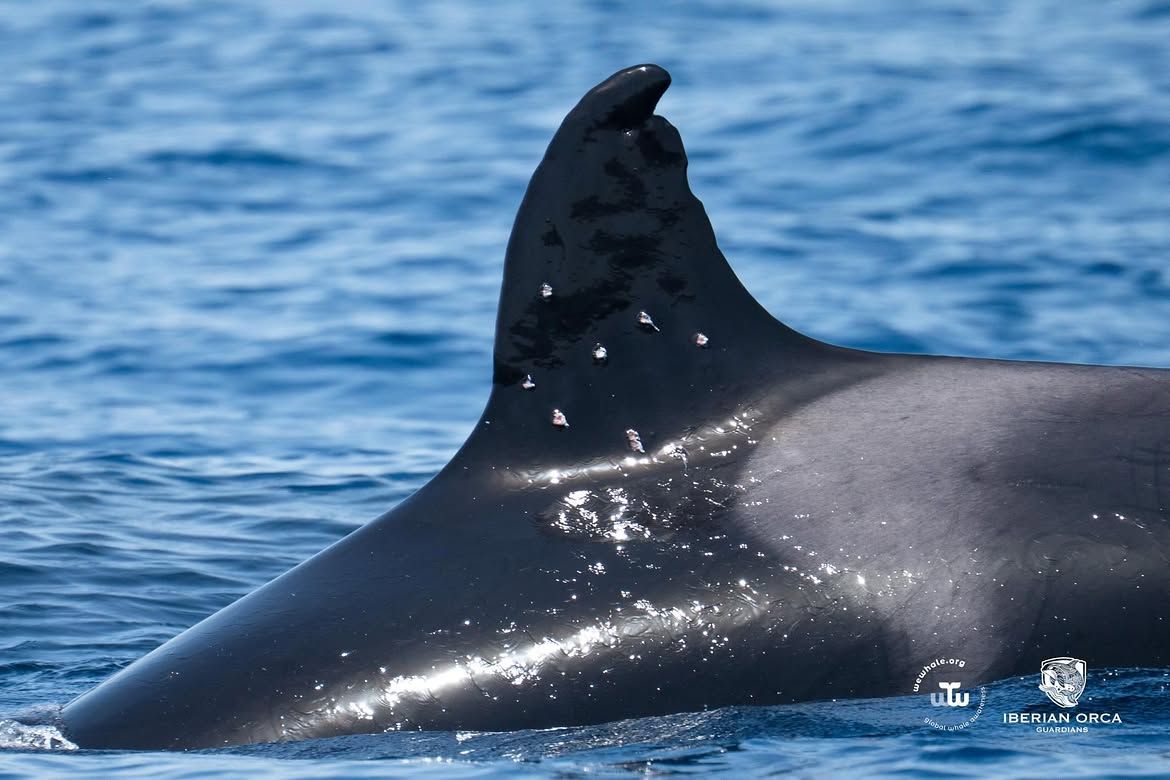 Agujerean con una escopeta de bolas de plomo la aleta de una orca en el Estrecho de Gibraltar