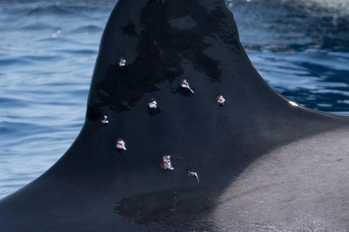 Agujerean con una escopeta de bolas de plomo la aleta de una orca en el Estrecho de Gibraltar