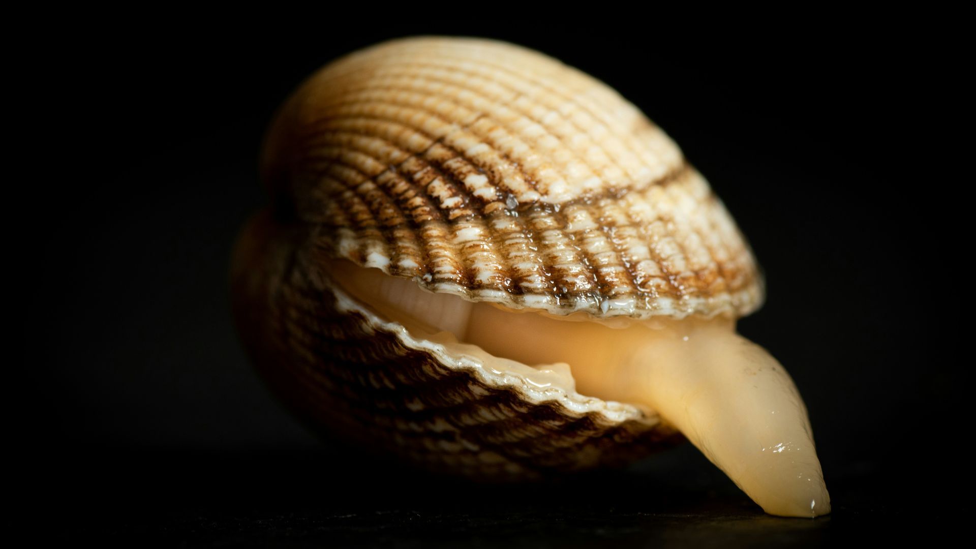 blackieshoot-UANs4nKLlA4-unsplash blackieshoot-UANs4nKLlA4-unsplash