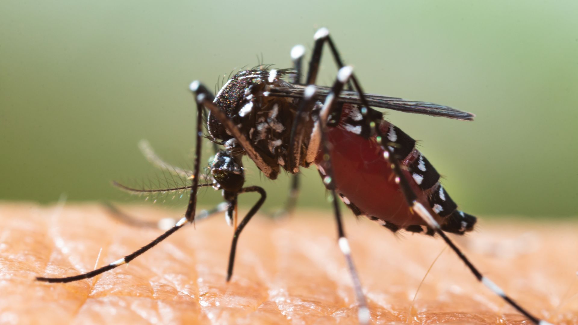 Desde 2014, fecha en la que se detectó la presencia del mosquito tigre en Euskadi, NEIKER se ha convertido en un agente principal en la vigilancia y control de este insecto en el territorio Desde 2014, fecha en la que se detectó la presencia del mosquito tigre en Euskadi, NEIKER se ha convertido en un agente principal en la vigilancia y control de este insecto en el territorio