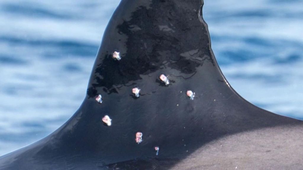 La orca Toñi, la más longeva del Estrecho de Gibraltar, presenta agujeros por bolas de plomo en su aleta: el Gobierno investiga los hechos