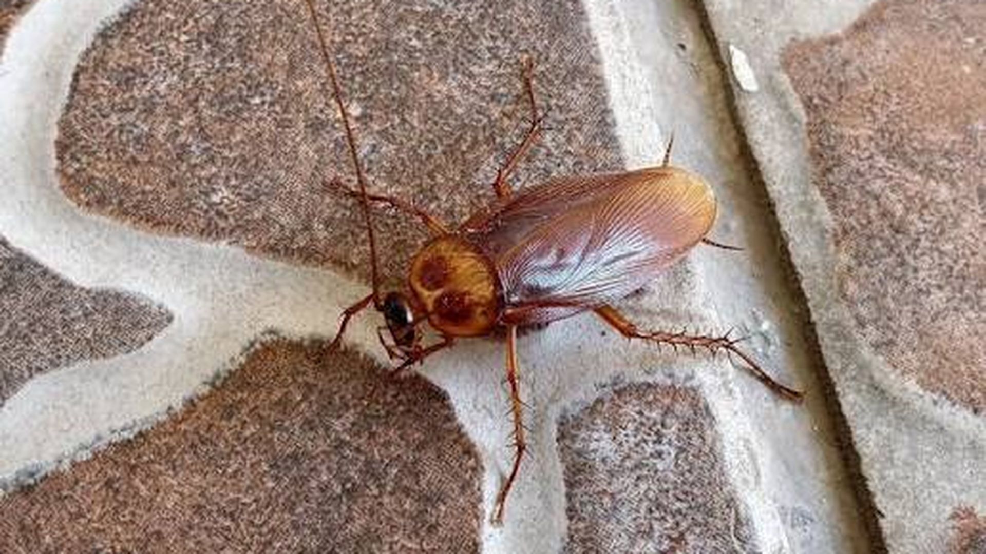 Orden de desahucio a dos inquilinos que dejaron de pagar el alquiler por una plaga de cucarachas en la vivienda en San Sebastián Orden de desahucio a dos inquilinos que dejaron de pagar el alquiler por una plaga de cucarachas en la vivienda en San Sebastián
