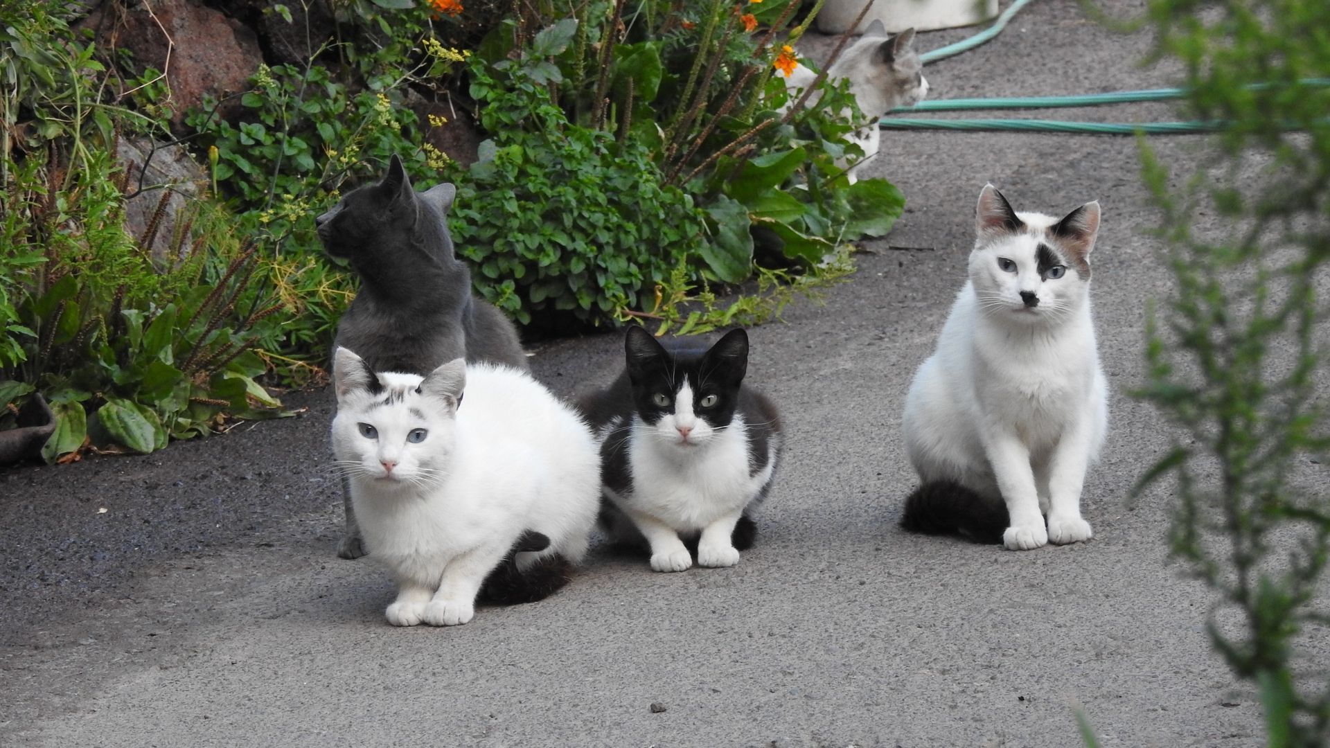 Varios gatos de una colonia felina Varios gatos de una colonia felina