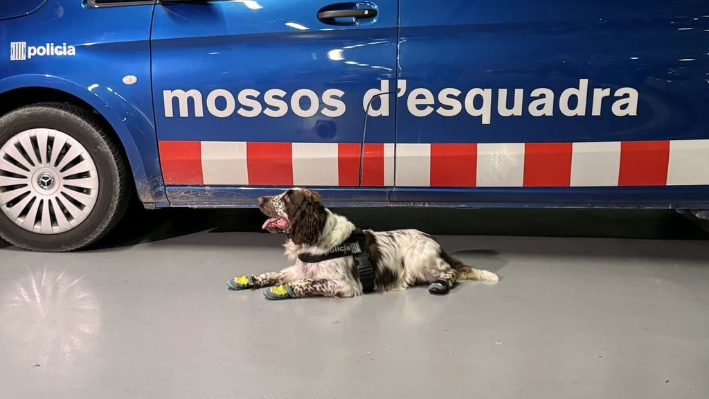 Así es 'Speed', el primer perro de los Mossos que detecta incendios provocados: "Posee una manera de olfatear innata"