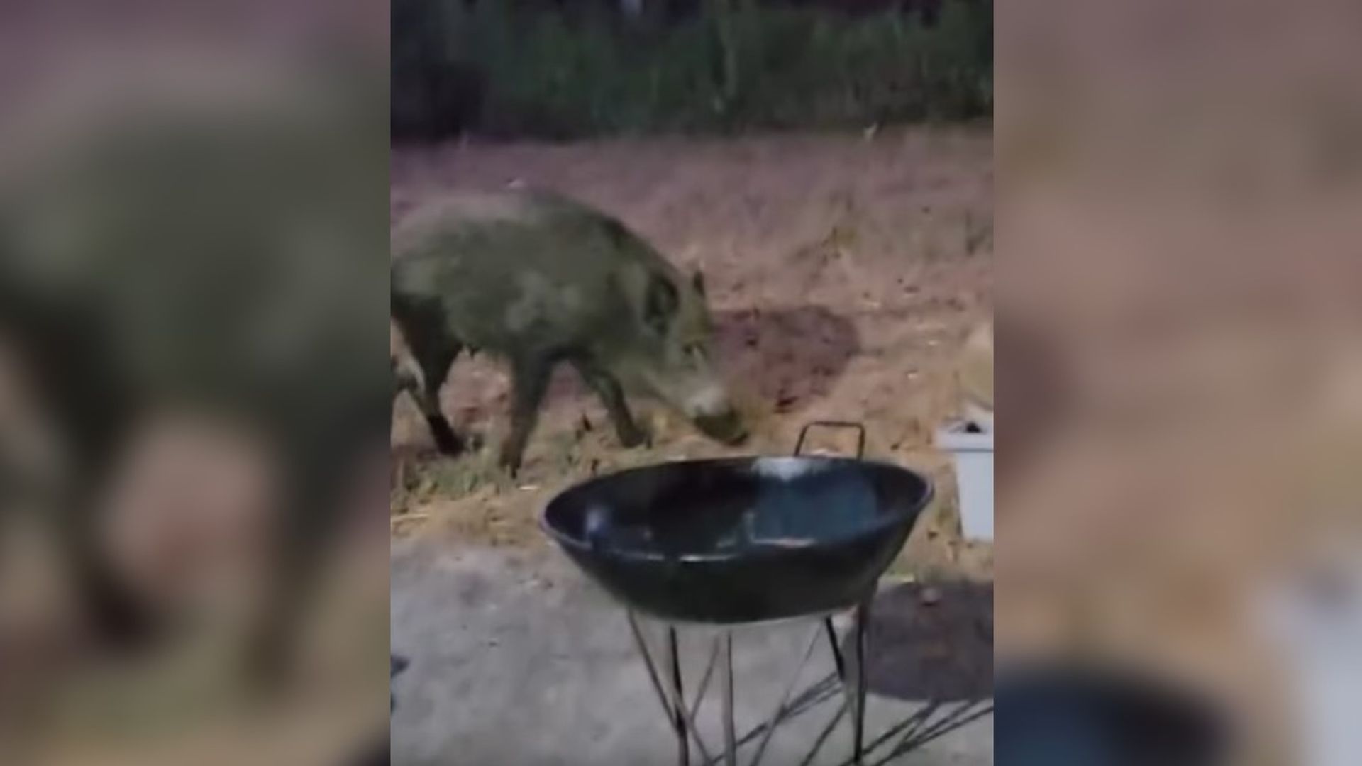 Una jabalina aparece en las fiestas de Vilachá, Ourense, y se lleva un pulpo entero Una jabalina aparece en las fiestas de Vilachá, Ourense, y se lleva un pulpo entero