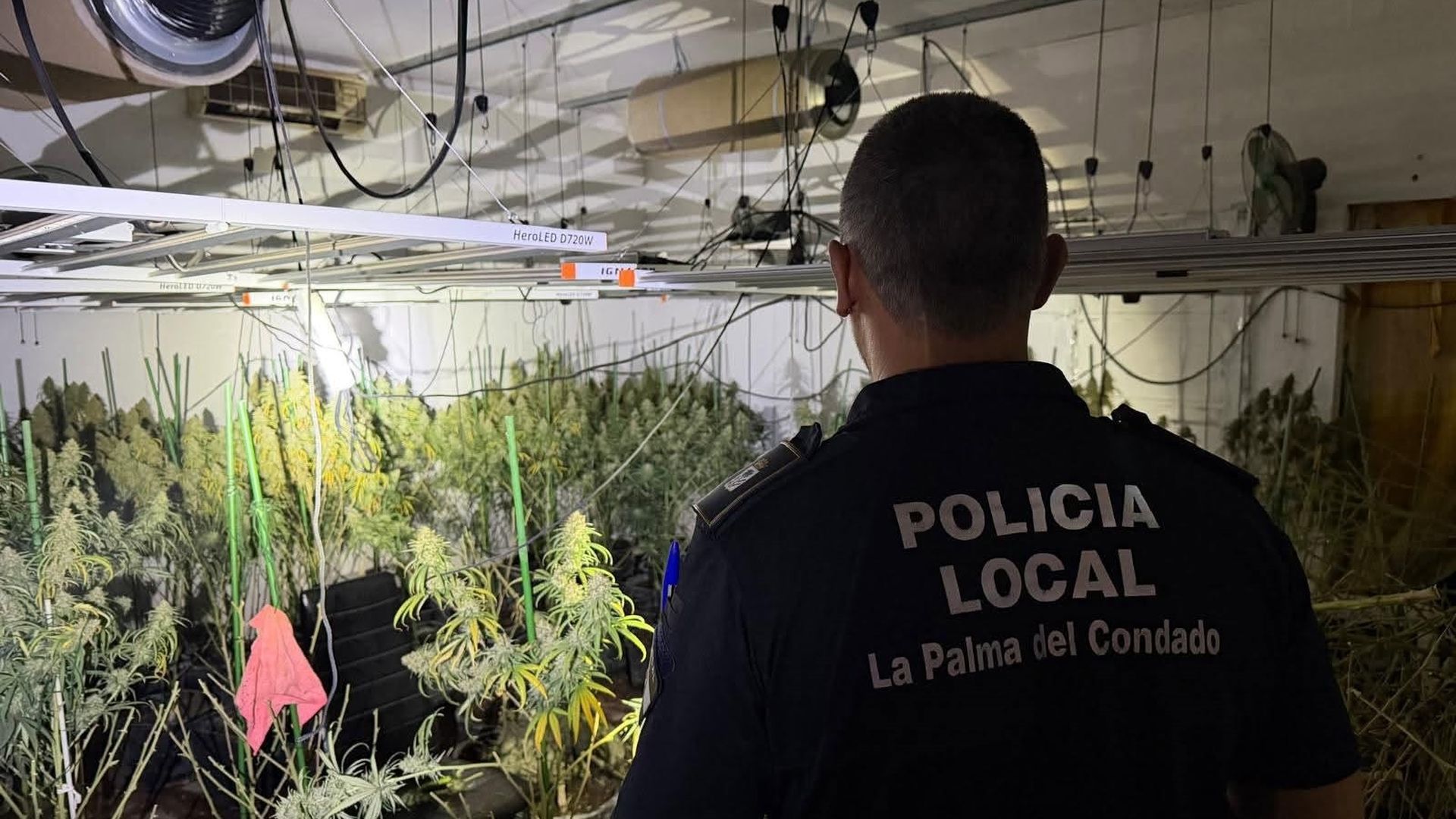 Descubren una gran plantación de marihuana en La Palma del Condado, Huelva, por un incendio en una finca Descubren una gran plantación de marihuana en La Palma del Condado, Huelva, por un incendio en una finca