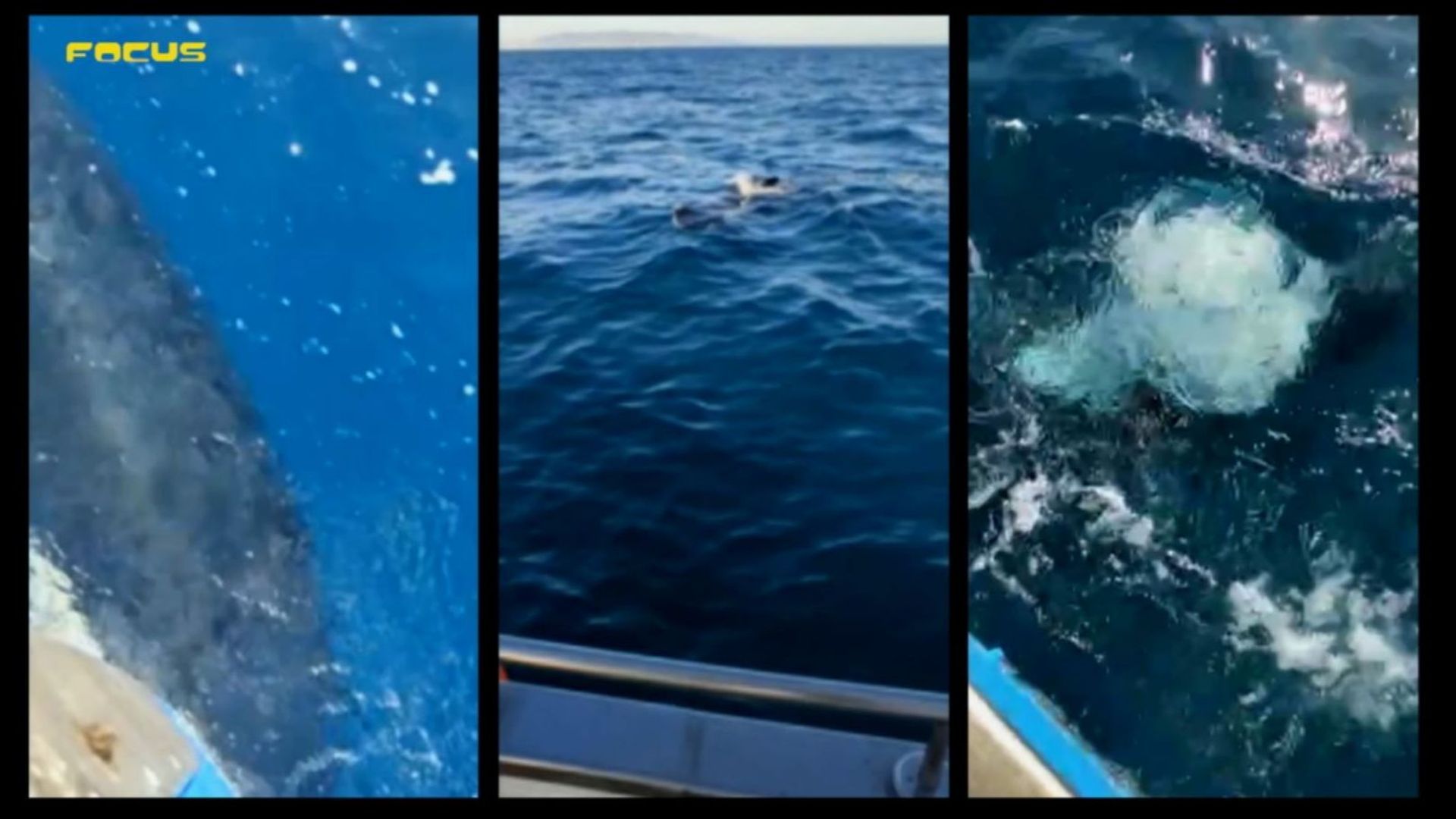 orcas orcas