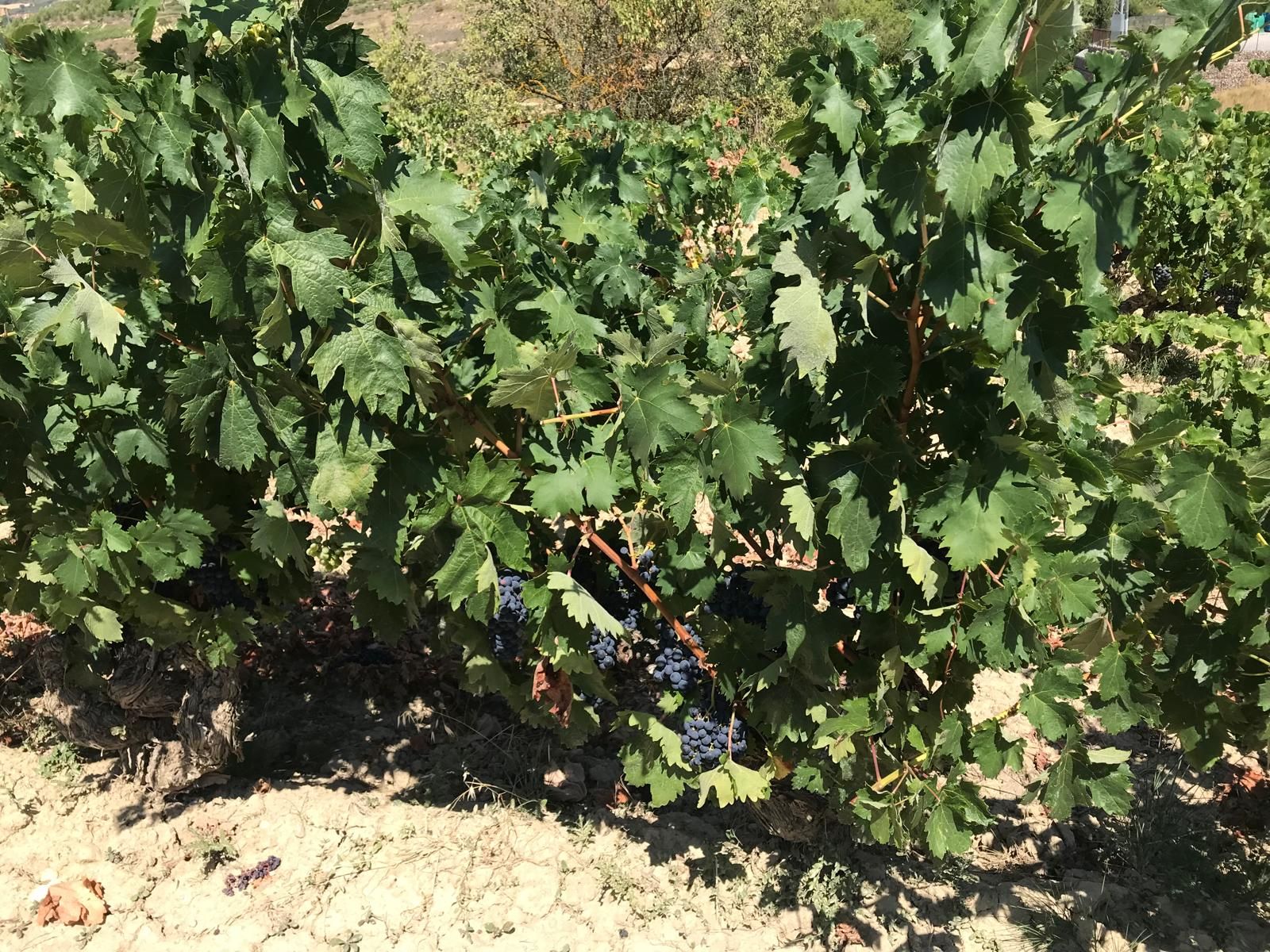Aspecto que luce, en pleno agosto, una de las cepas en un viñedo de Villabuena de Álava