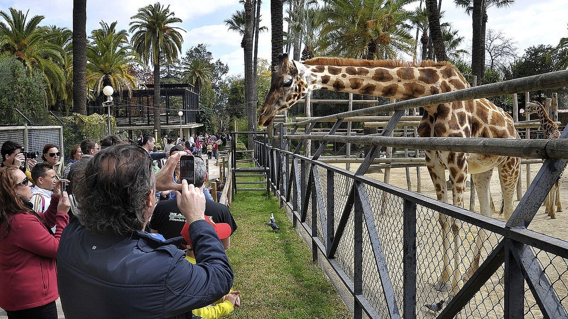 Cierran el Zoo de Jerez, Cádiz, tras detectarse un caso de virus de la Fiebre del Nilo y otro sospechoso Cierran el Zoo de Jerez, Cádiz, tras detectarse un caso de virus de la Fiebre del Nilo y otro sospechoso