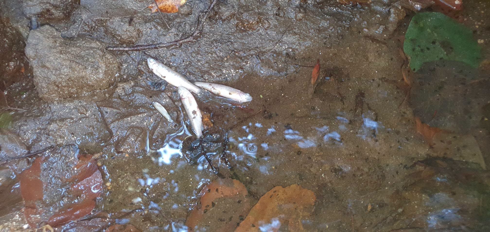 Peces muertos en uno de los tramos del Gafos