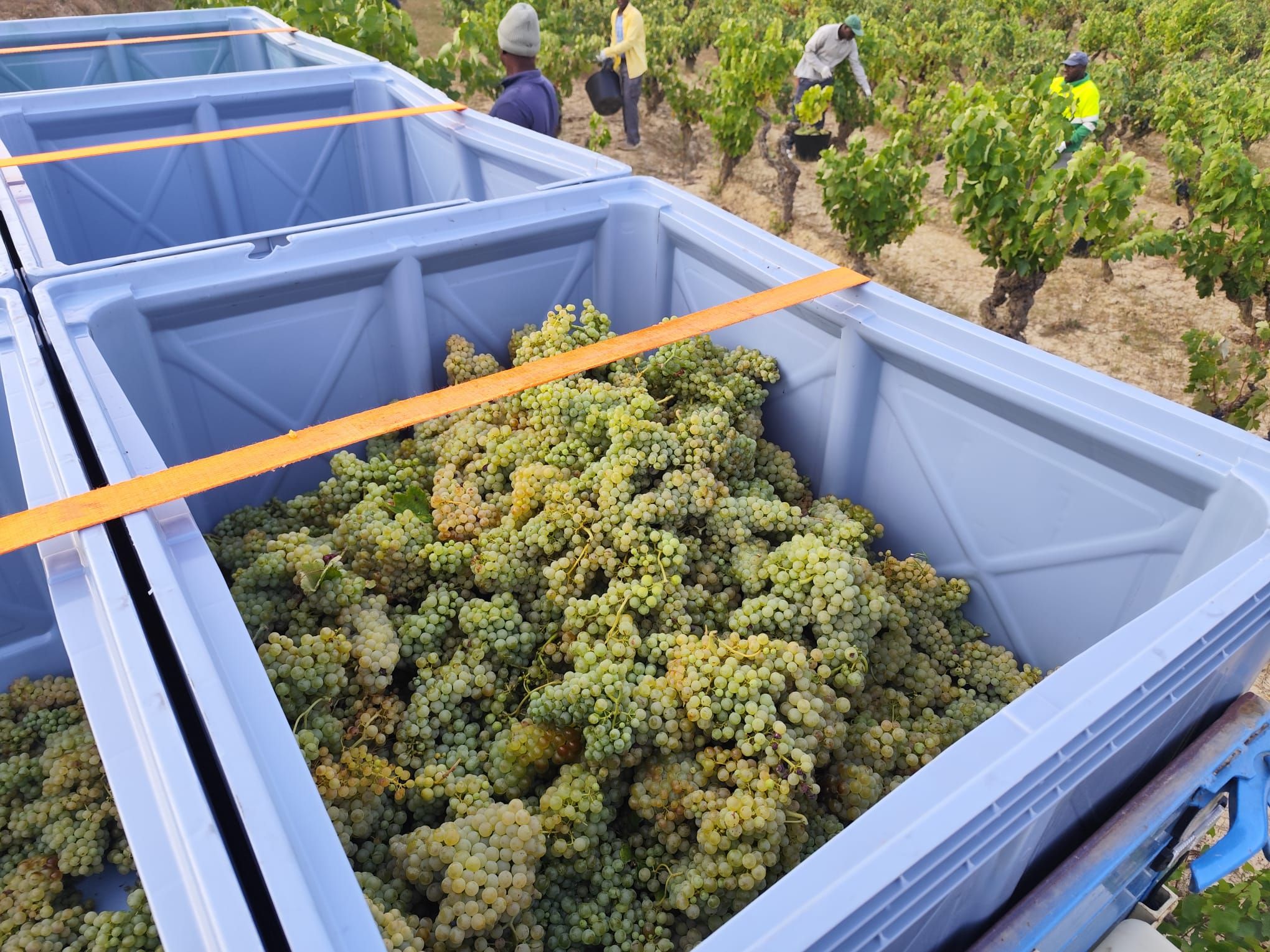 Un remolque cargado de uva blanca, variedad que otros años han recogido a principios de septiembre