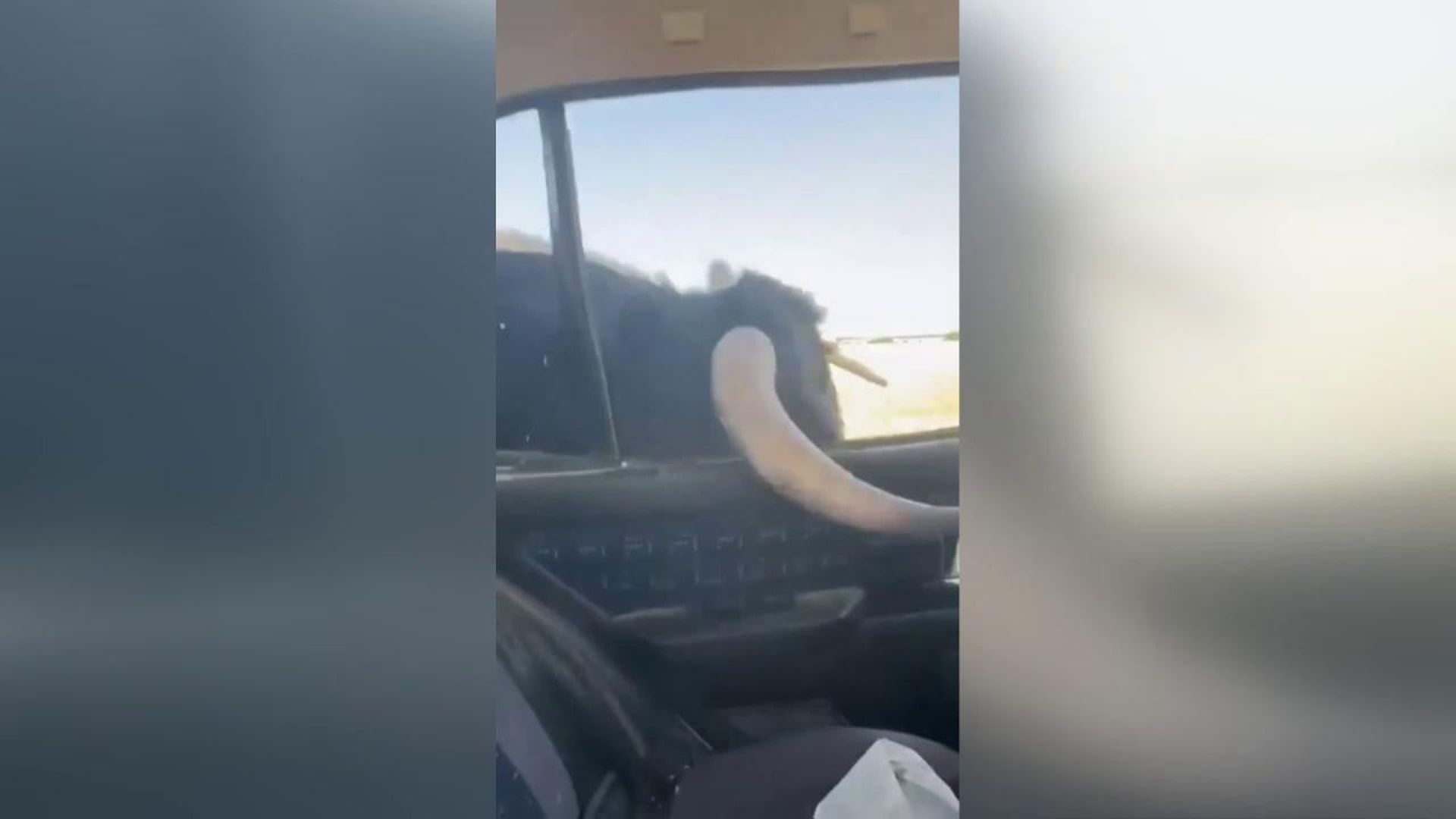 Un toro embiste un vehículo en Iriépal, Guadalajara Un toro embiste un vehículo en Iriépal, Guadalajara