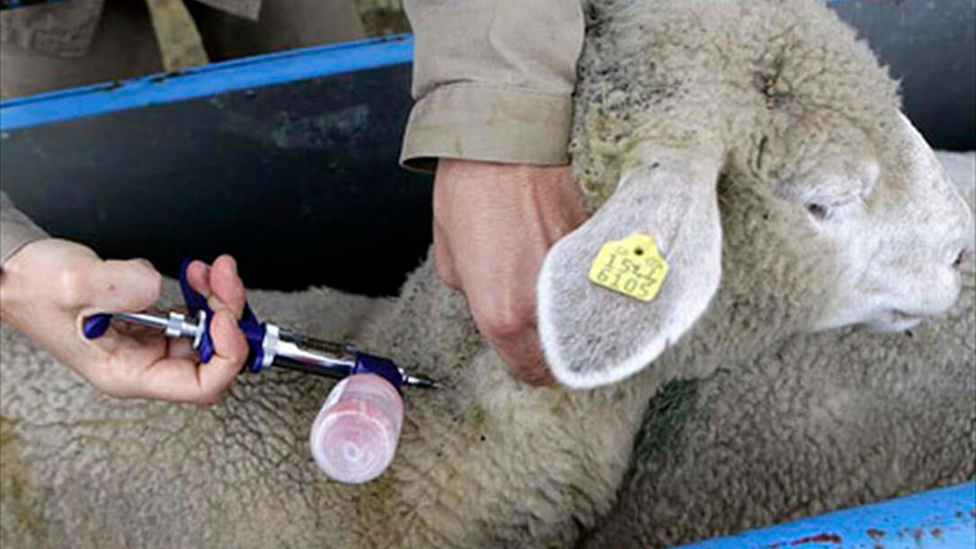 Vacunación de una oveja contra la lengua azul Vacunación de una oveja contra la lengua azul
