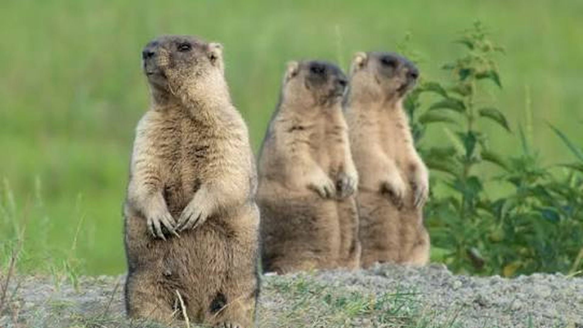 Crean una cuenta de 'Onlyfans' de marmotas para recaudar dinero: el estudio consiguió 85.000 euros en donaciones Crean una cuenta de 'Onlyfans' de marmotas para recaudar dinero: el estudio consiguió 85.000 euros en donaciones