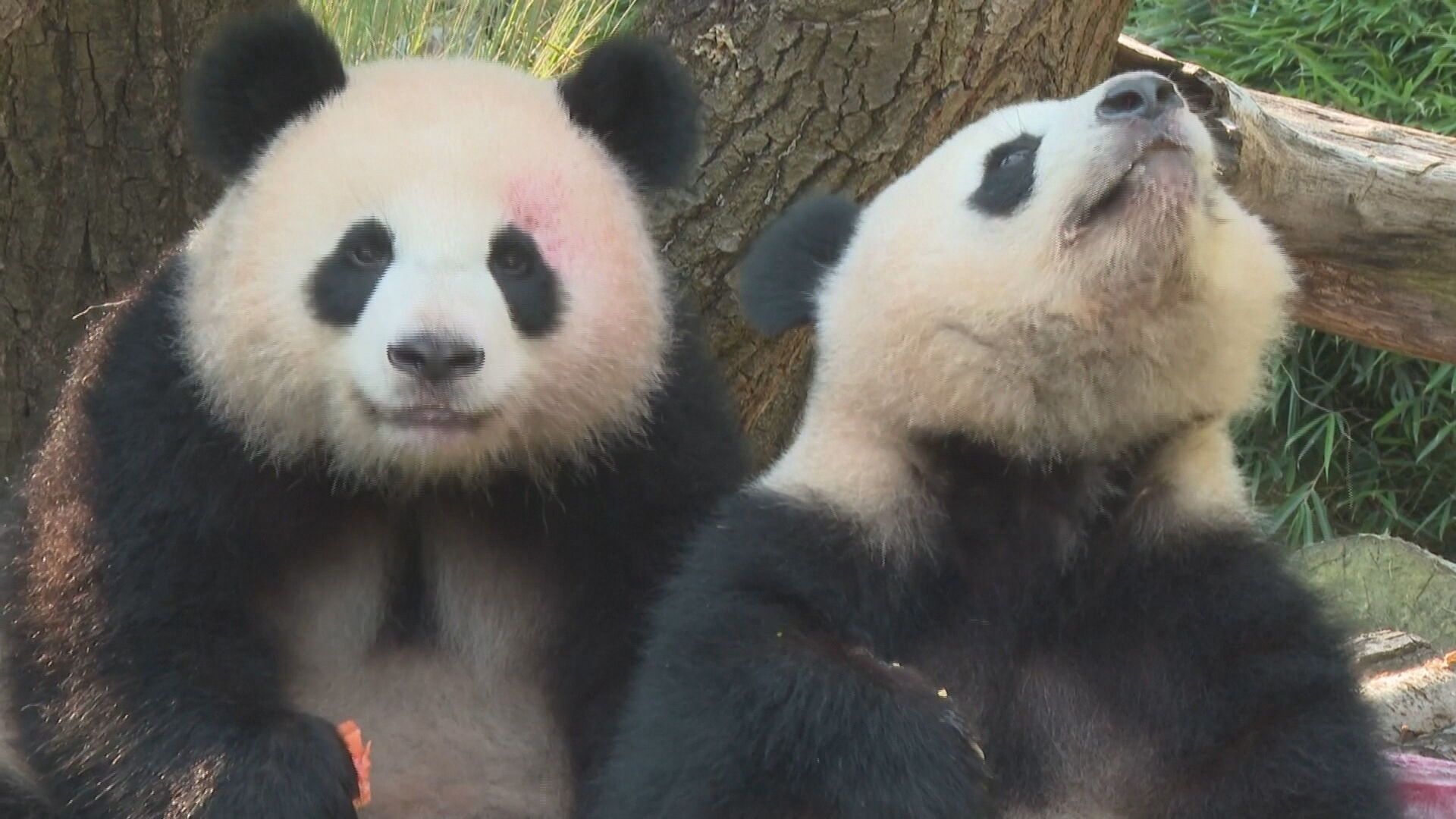 Cumpleaños especial en el zoo de Berlín: las osas panda Leni y Lotti cumplen dos años con un festín de pastel helado de frutas