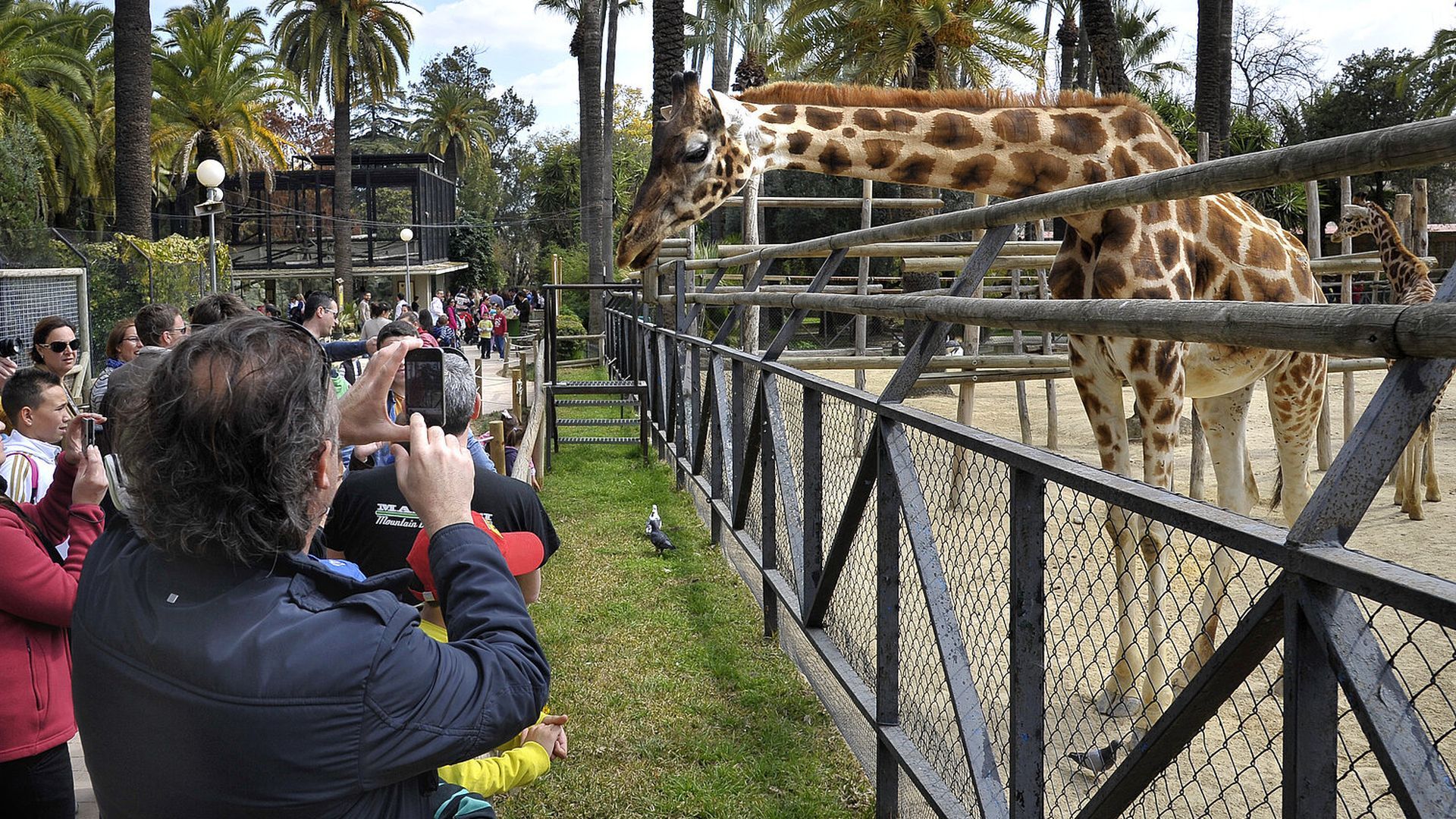 La muerte de dos aves por el Virus del Nilo obliga a una fumigación masiva y al cierre preventivo del Zoobotánico de Jerez La muerte de dos aves por el Virus del Nilo obliga a una fumigación masiva y al cierre preventivo del Zoobotánico de Jerez
