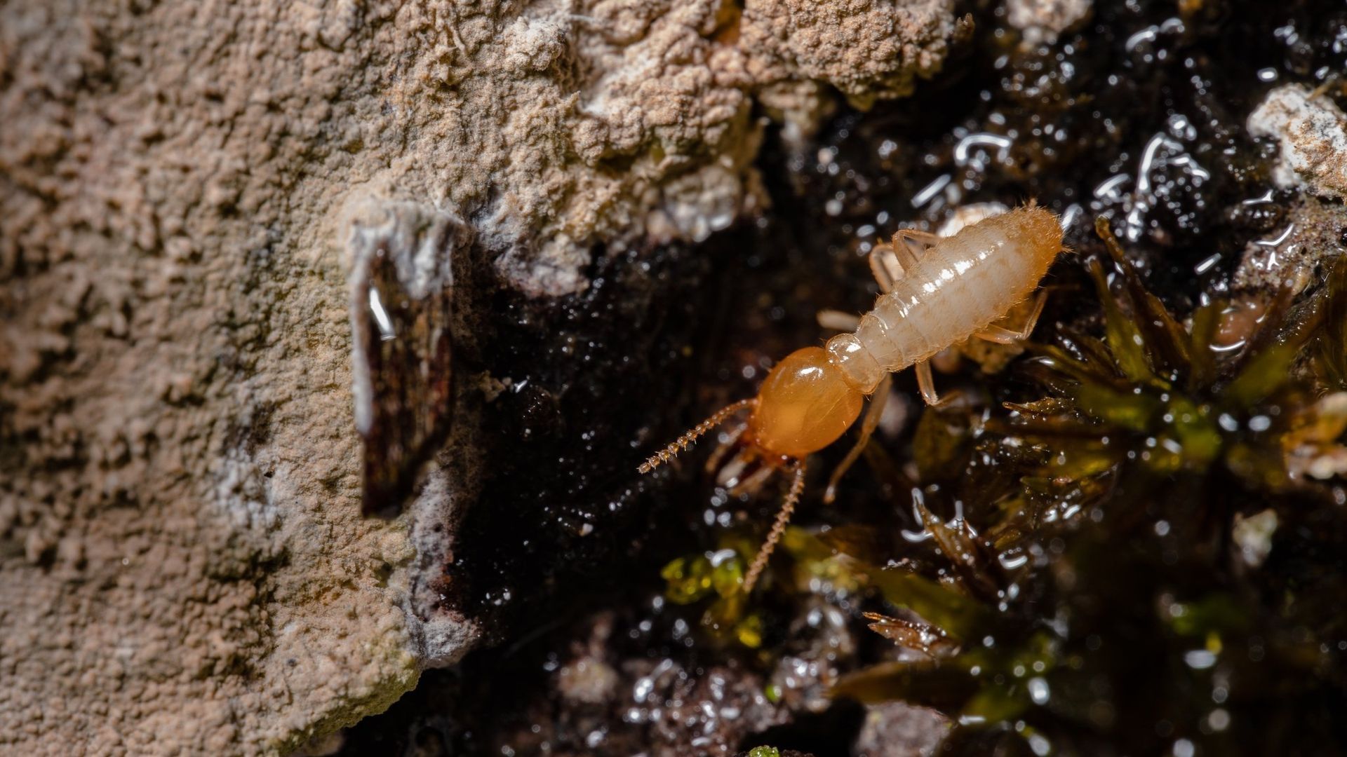 Una plaga de termitas en una foto de archivo Una plaga de termitas en una foto de archivo