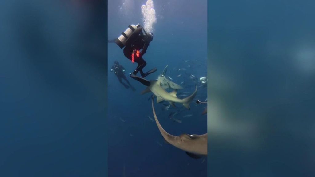 Nadar con tiburones, la nueva tendencia entre influencers