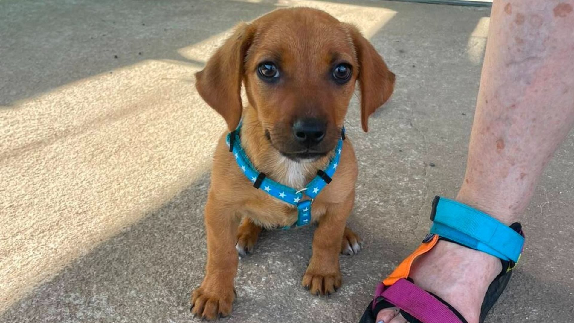 Tadeo, el cachorro abandonado en Ourense que busca un hogar tras conquistar las redes