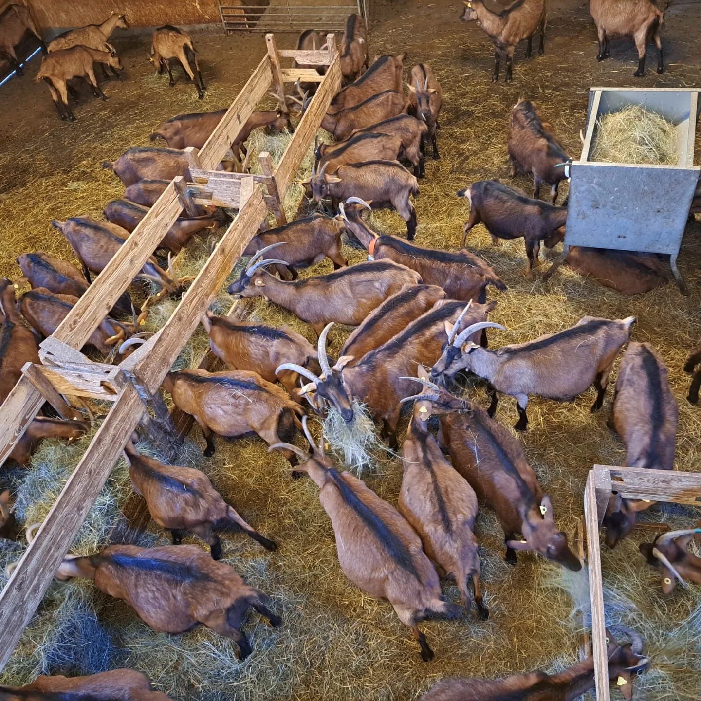 Cabras de la quesería Serrat Gros