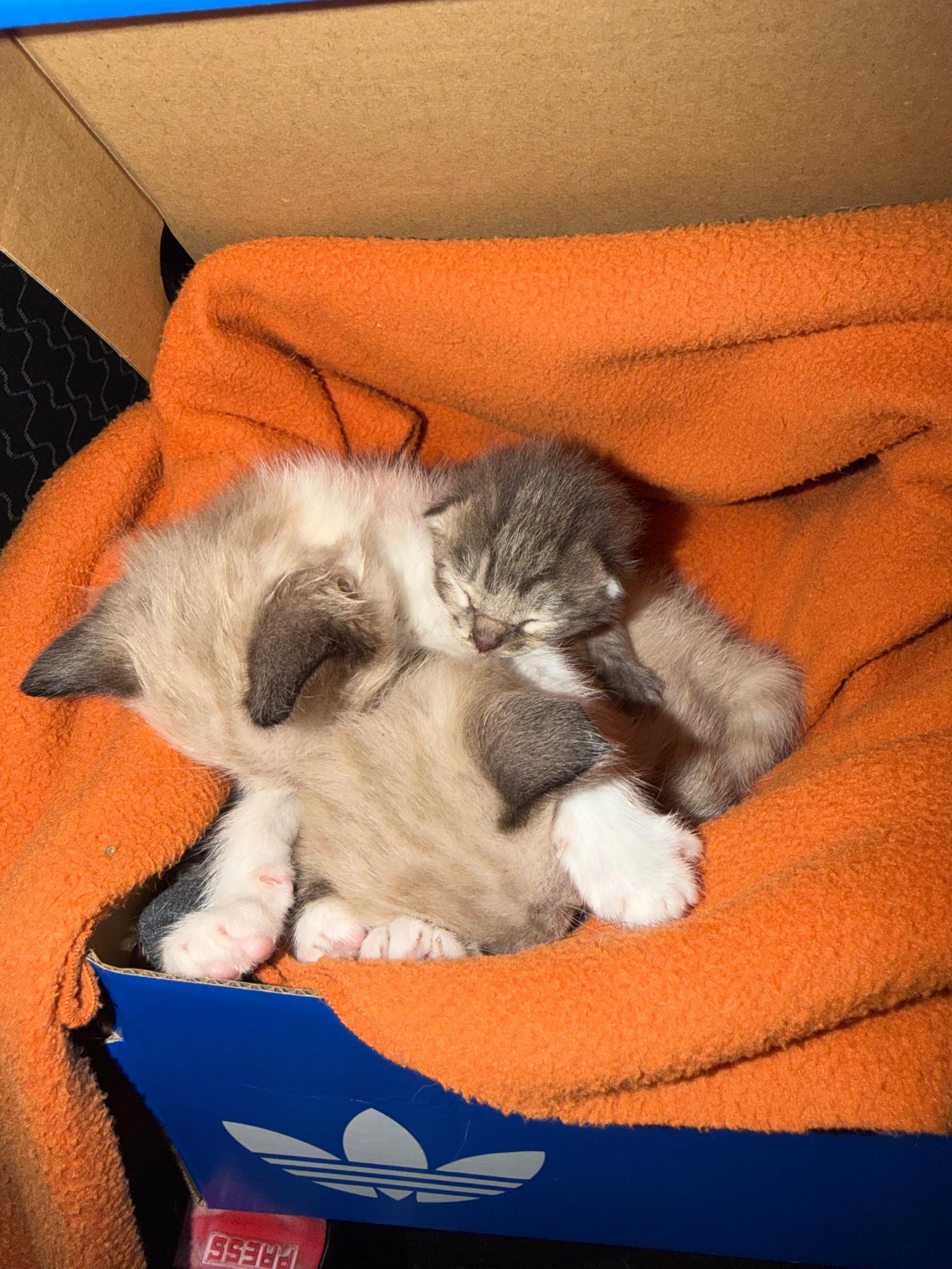 La isla de Tali pide ayuda y difusión para darle un hogar a éstos y a otros animales que esperan un hogar