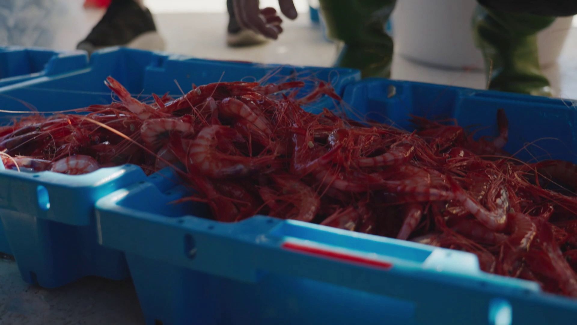La joya gastronómica del mediterráneo_ pesca, clasificación y subasta de la gamba roja de Palamós