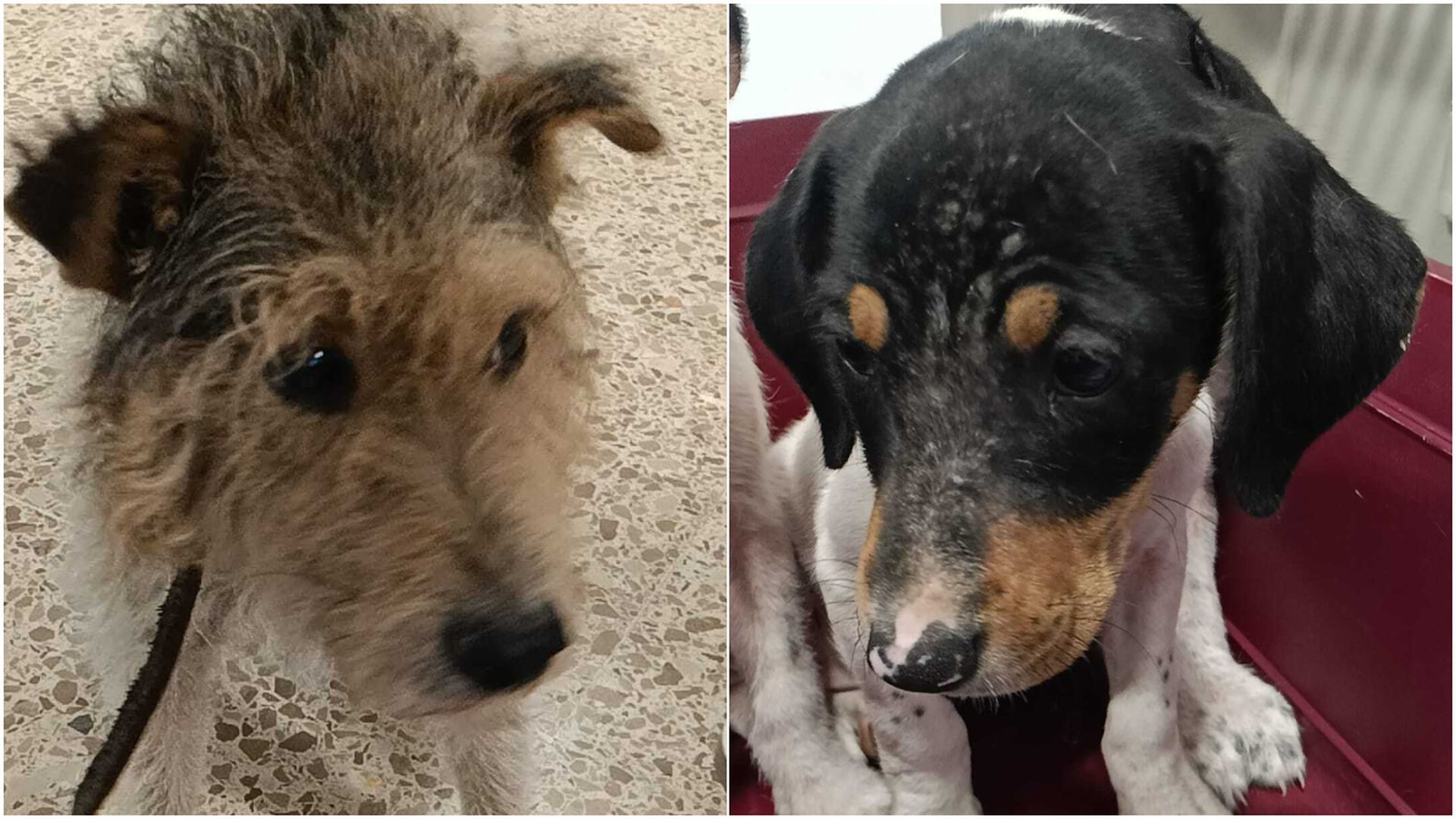 Los animales presentaban mutiliaciones en rabo y orejas, y graves afecciones en la piel Los animales presentaban mutiliaciones en rabo y orejas, y graves afecciones en la piel