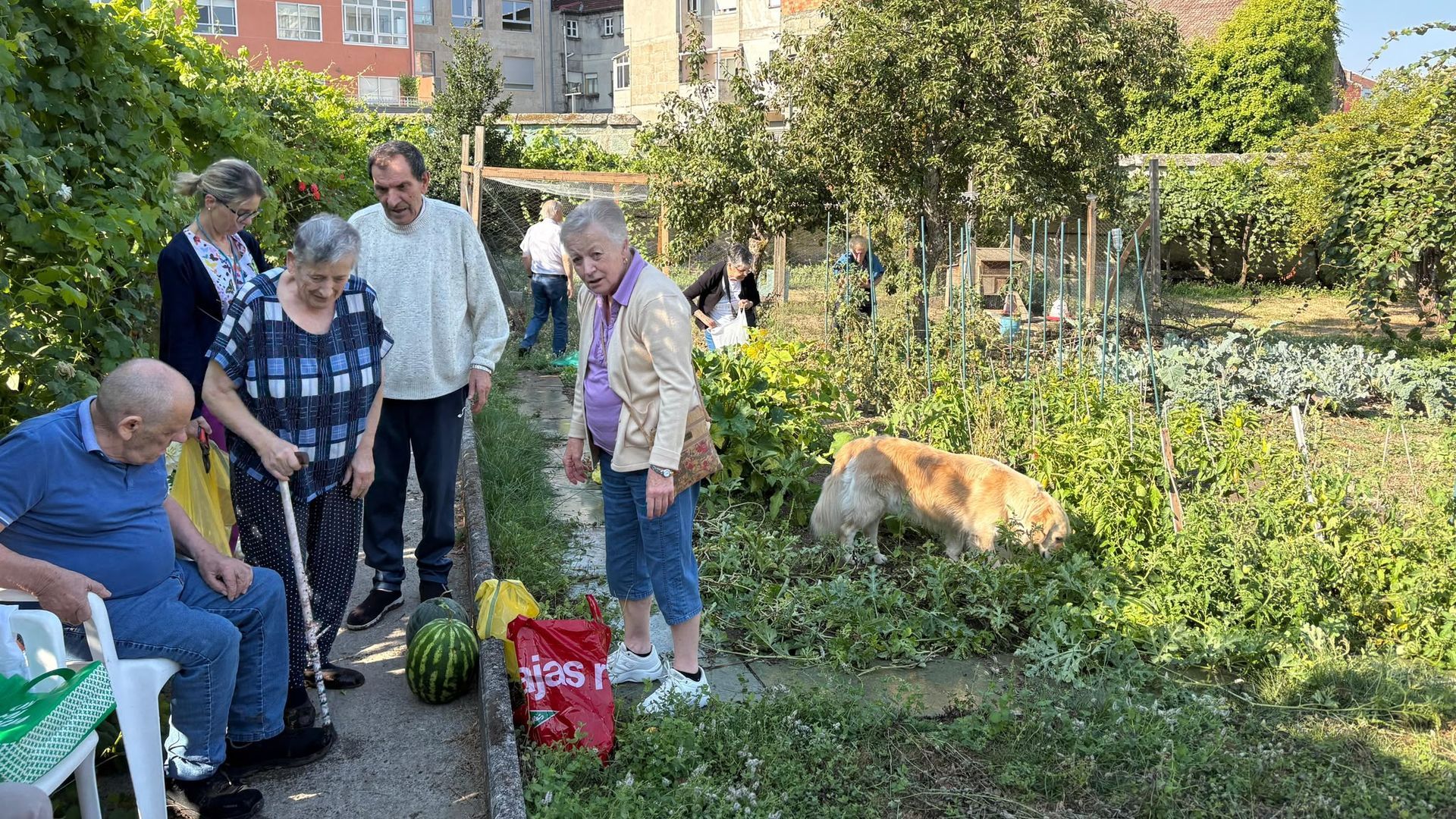 Odie acompaña a los mayores en sus tareas en el huerto.