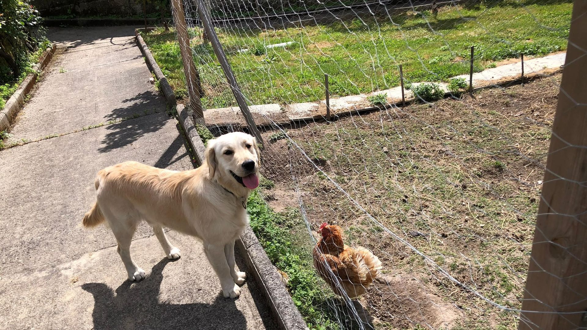Odie llegó a la residencia de O Carballiño cuando tenía unos cuatro meses. Ahora tiene 5 años.
