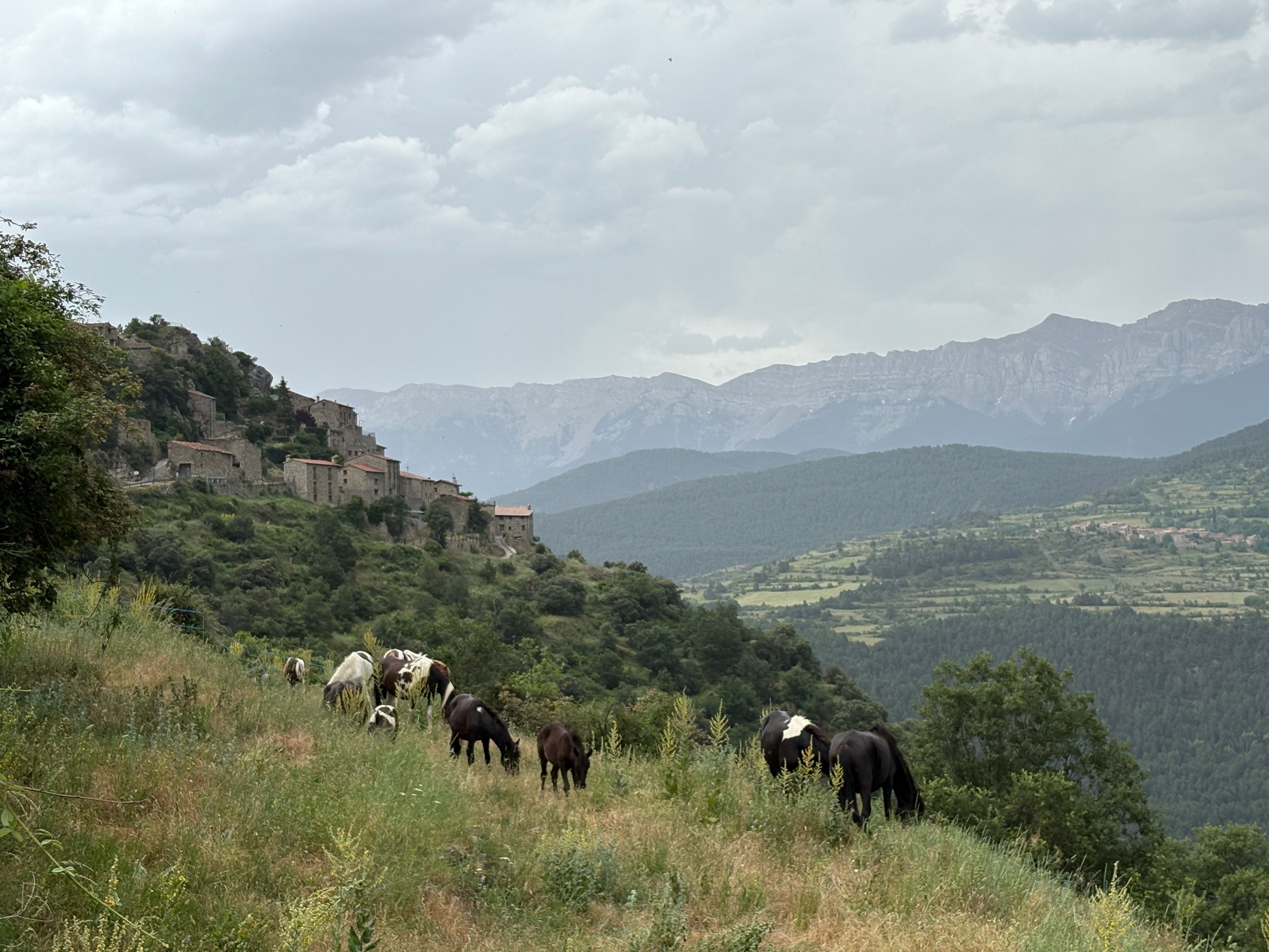 Ponis "pottoka" en Aristot