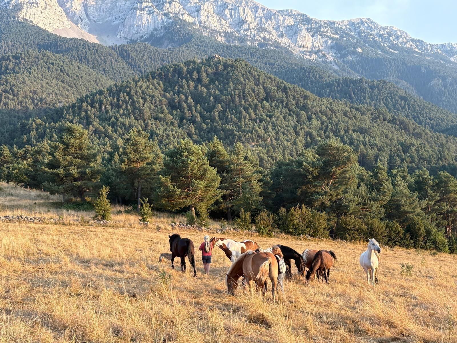 Ponis "pottoka" en Cadí
